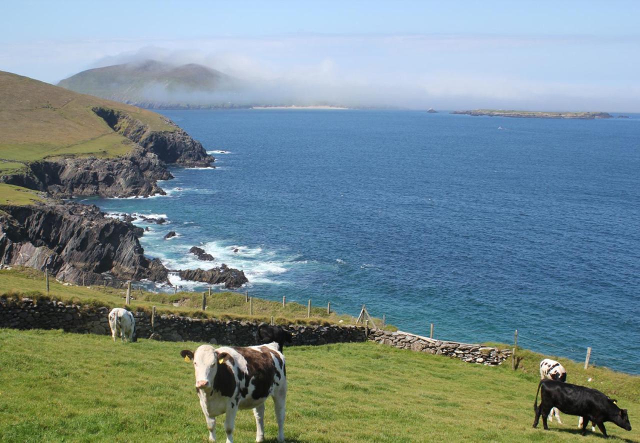 Dingle Harbour Cottages 3 Bed Sleeps 7 By Trident Holiday Homes Bagian luar foto